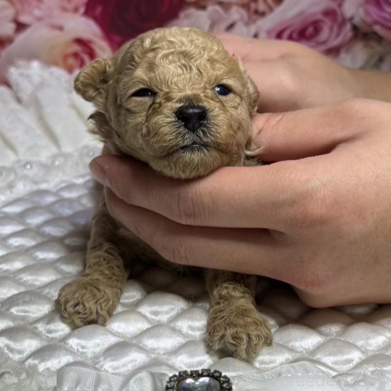 販売中の広島県のティーカッププードル-424403の2枚目