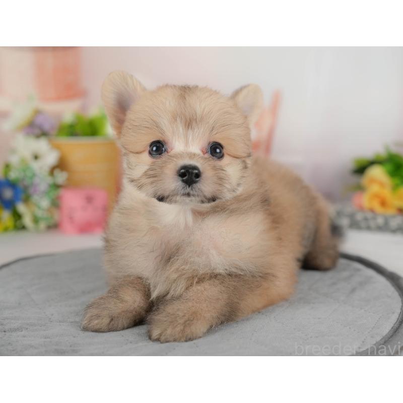 販売中の埼玉県のポメプー:ポメラニアン×トイプードル-424404の4枚目