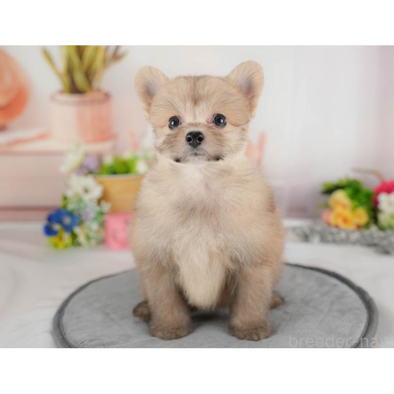 販売中の埼玉県のポメプー:ポメラニアン×トイプードル-424404の3枚目