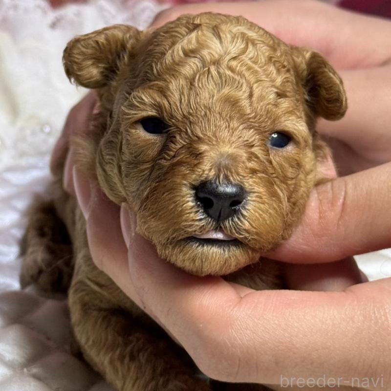 販売中の広島県のタイニープードル-424405の6枚目