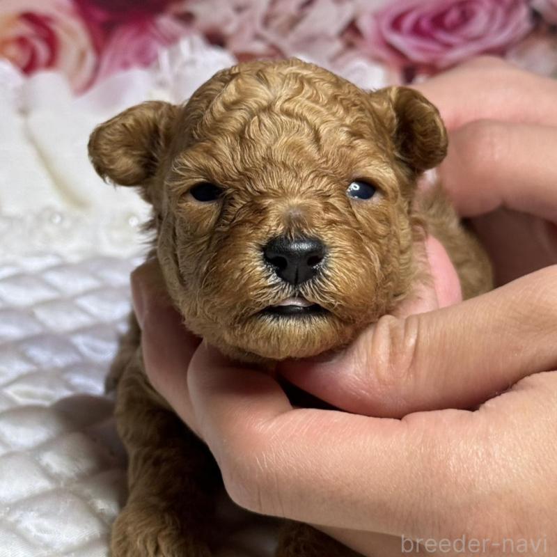 販売中の広島県のタイニープードル-424405の1枚目