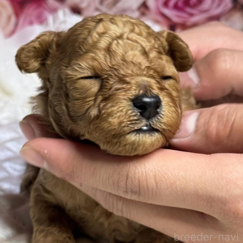 販売中の広島県のタイニープードル-424405の5枚目