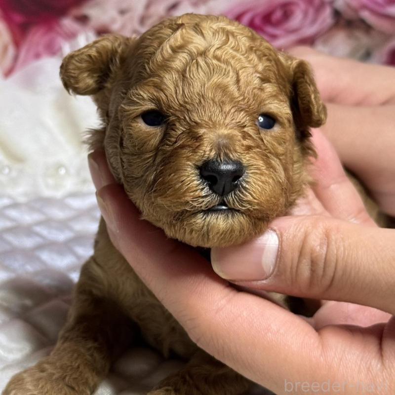 販売中の広島県のタイニープードル-424405の4枚目