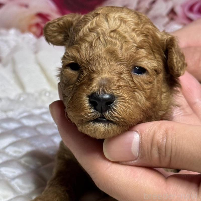 販売中の広島県のタイニープードル-424405の3枚目