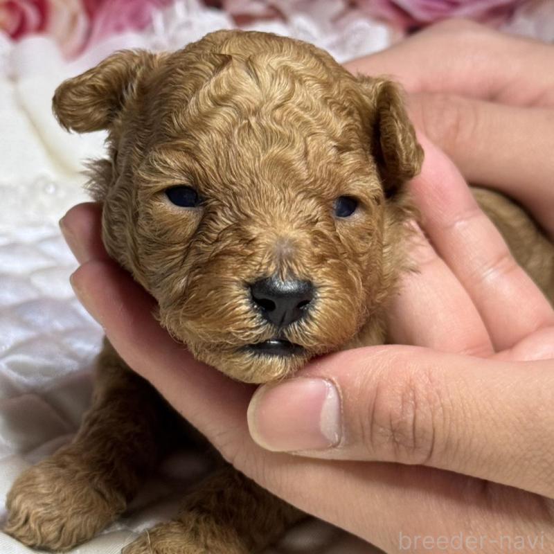 販売中の広島県のタイニープードル-424405の2枚目