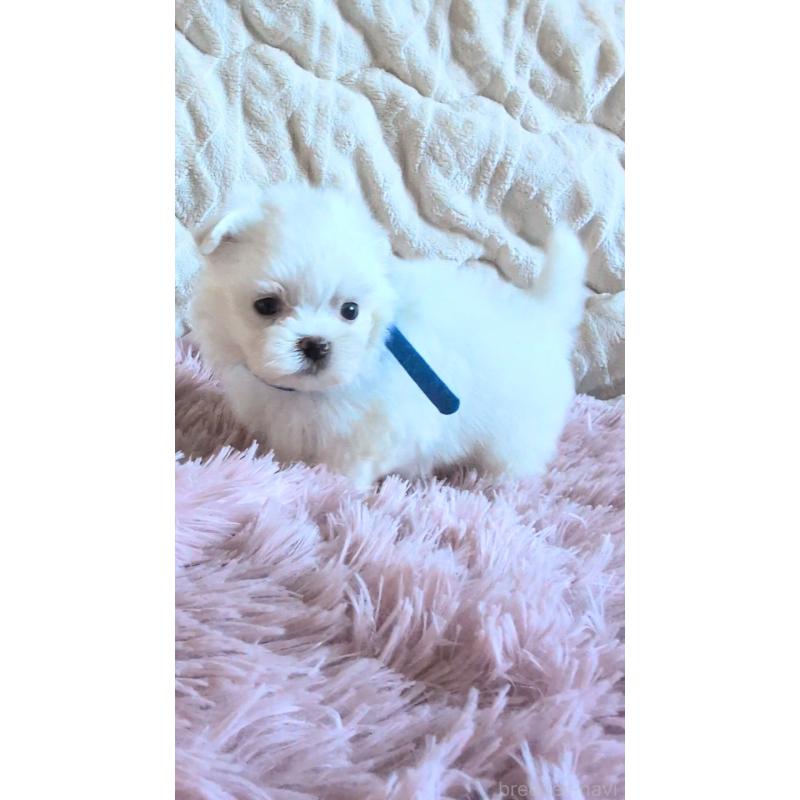 販売中の熊本県のマルチーズ-424407の8枚目