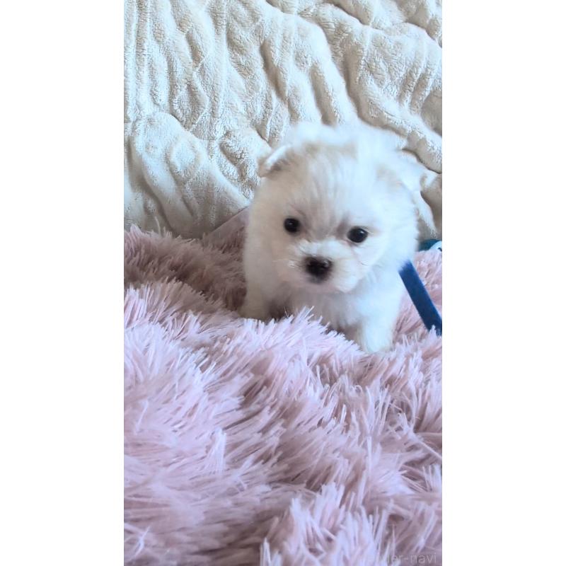 販売中の熊本県のマルチーズ-424407の7枚目