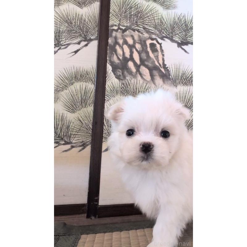 販売中の熊本県のマルチーズ-424407の6枚目