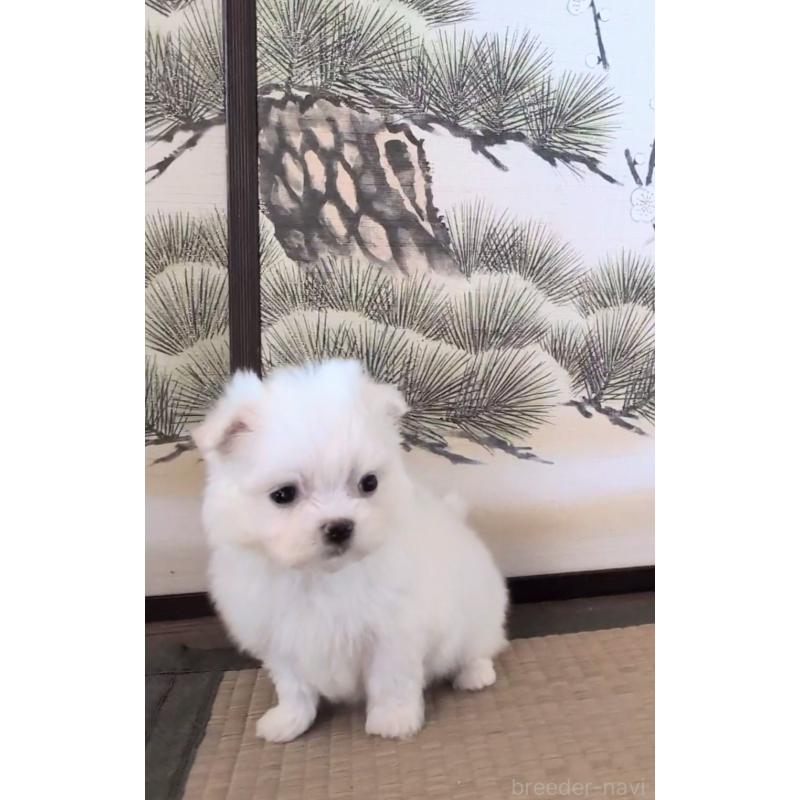 販売中の熊本県のマルチーズ-424407の5枚目