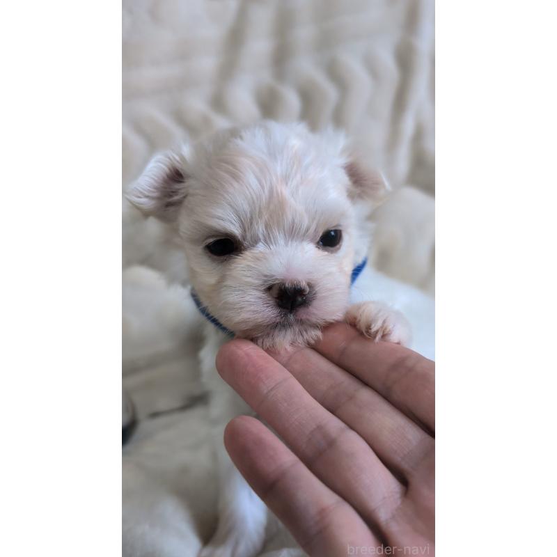 販売中の熊本県のマルチーズ-424407の4枚目