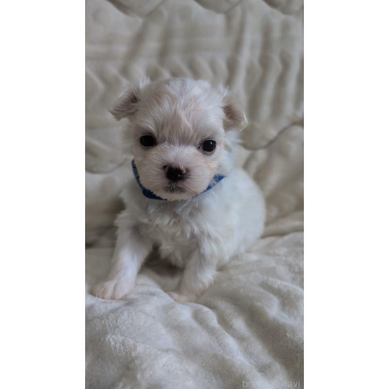 販売中の熊本県のマルチーズ-424407の3枚目