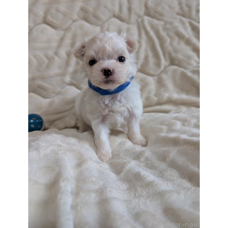 販売中の熊本県のマルチーズ-424407の2枚目