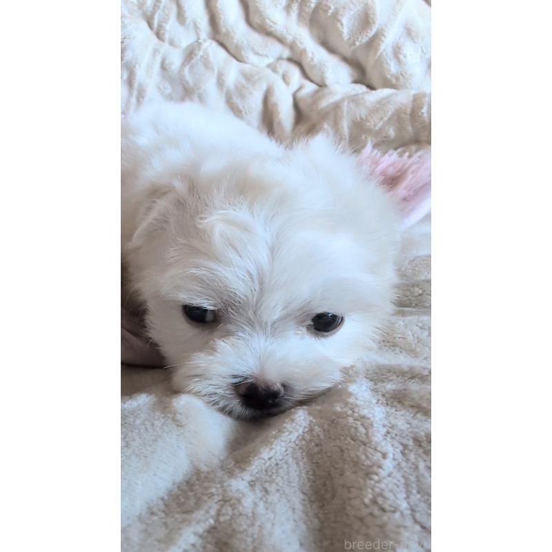 販売中の熊本県のマルチーズ-424409の8枚目