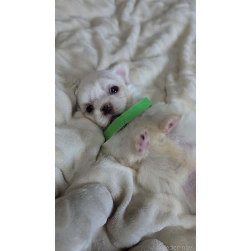 販売中の熊本県のマルチーズ-424409の7枚目