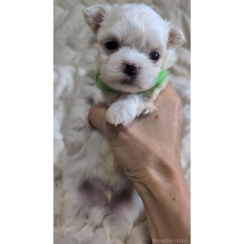 販売中の熊本県のマルチーズ-424409の6枚目