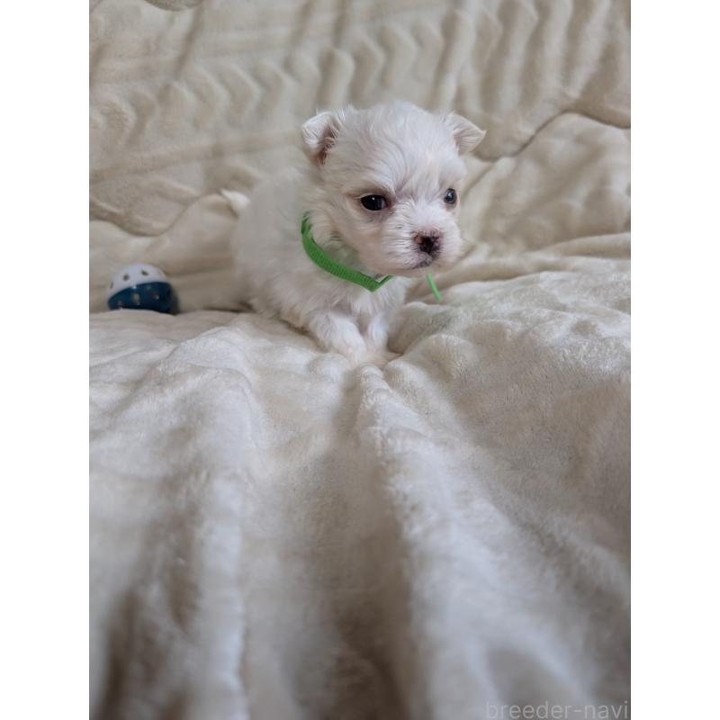 販売中の熊本県のマルチーズ-424409の4枚目