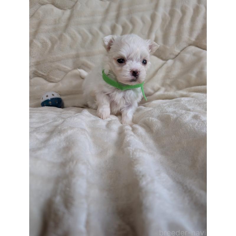 販売中の熊本県のマルチーズ-424409の3枚目