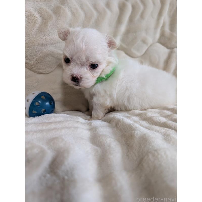 販売中の熊本県のマルチーズ-424409の2枚目