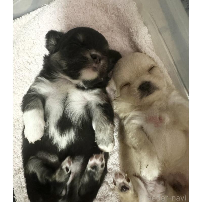 販売中の埼玉県のチワワ(ロングコート)-422490の9枚目