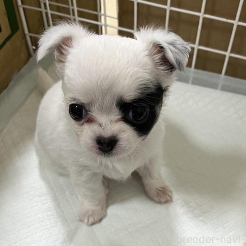 販売中の愛知県のチワワ(ロングコート)-418217