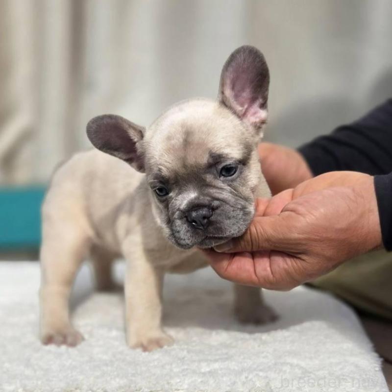 販売中の愛媛県のフレンチブルドッグ-424410の12枚目