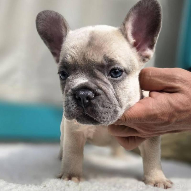 販売中の愛媛県のフレンチブルドッグ-424410