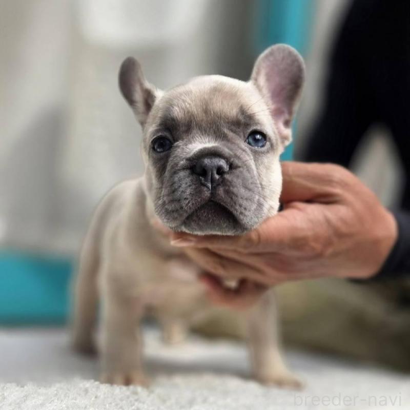 販売中の愛媛県のフレンチブルドッグ-424410の11枚目