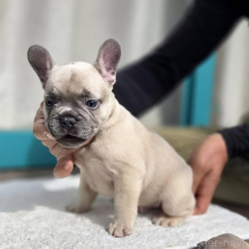 販売中の愛媛県のフレンチブルドッグ-424410の10枚目