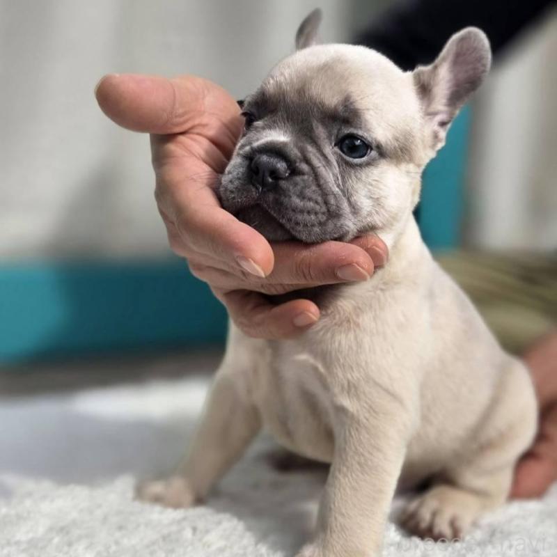 販売中の愛媛県のフレンチブルドッグ-424410の9枚目