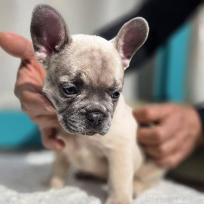 販売中の愛媛県のフレンチブルドッグ-424410の8枚目