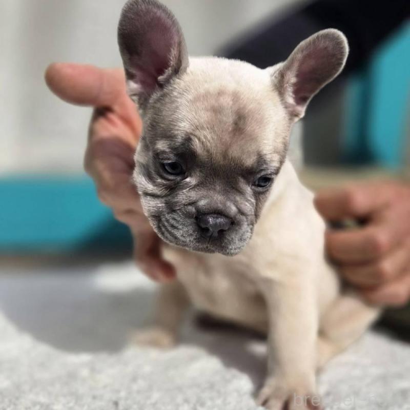 販売中の愛媛県のフレンチブルドッグ-424410の7枚目