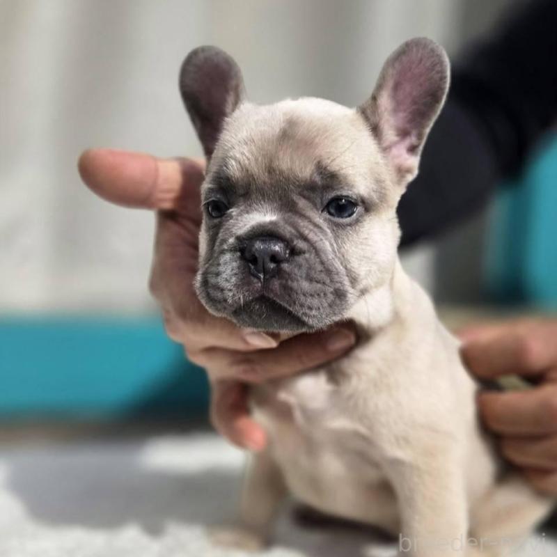 販売中の愛媛県のフレンチブルドッグ-424410の6枚目