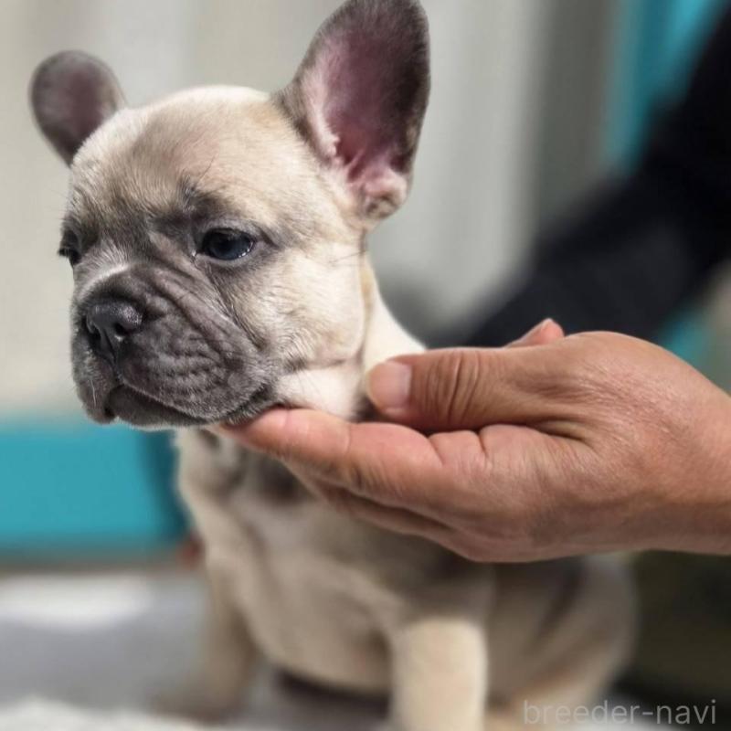 販売中の愛媛県のフレンチブルドッグ-424410の5枚目