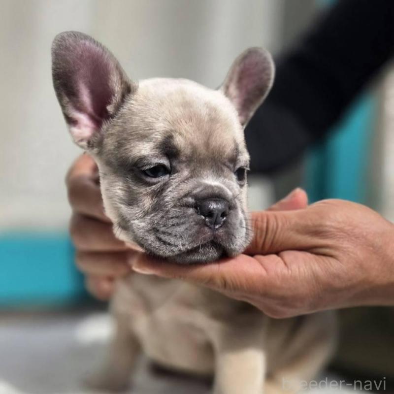 販売中の愛媛県のフレンチブルドッグ-424410の4枚目