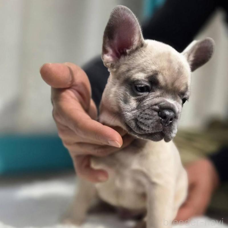 販売中の愛媛県のフレンチブルドッグ-424410の3枚目