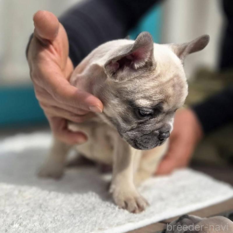 販売中の愛媛県のフレンチブルドッグ-424410の2枚目