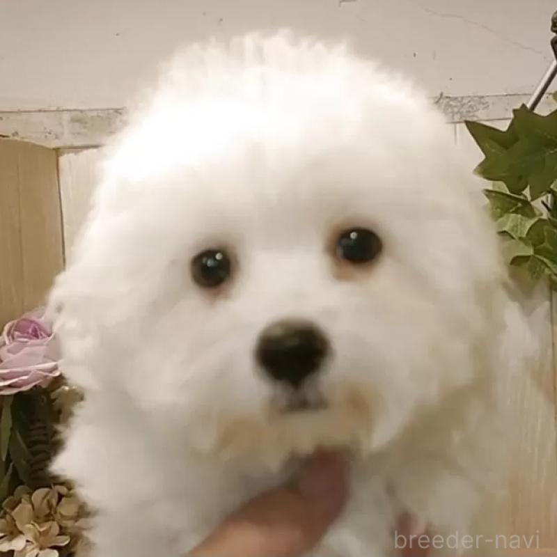 販売中ののビションフリーゼ-404958