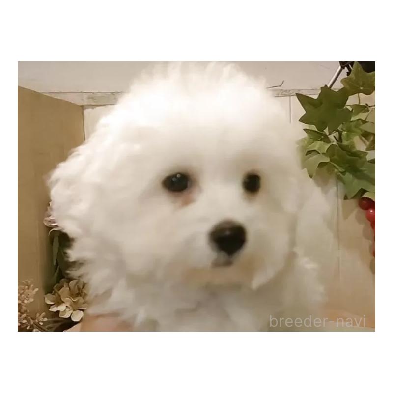 販売中の愛知県のビションフリーゼ-404958の15枚目