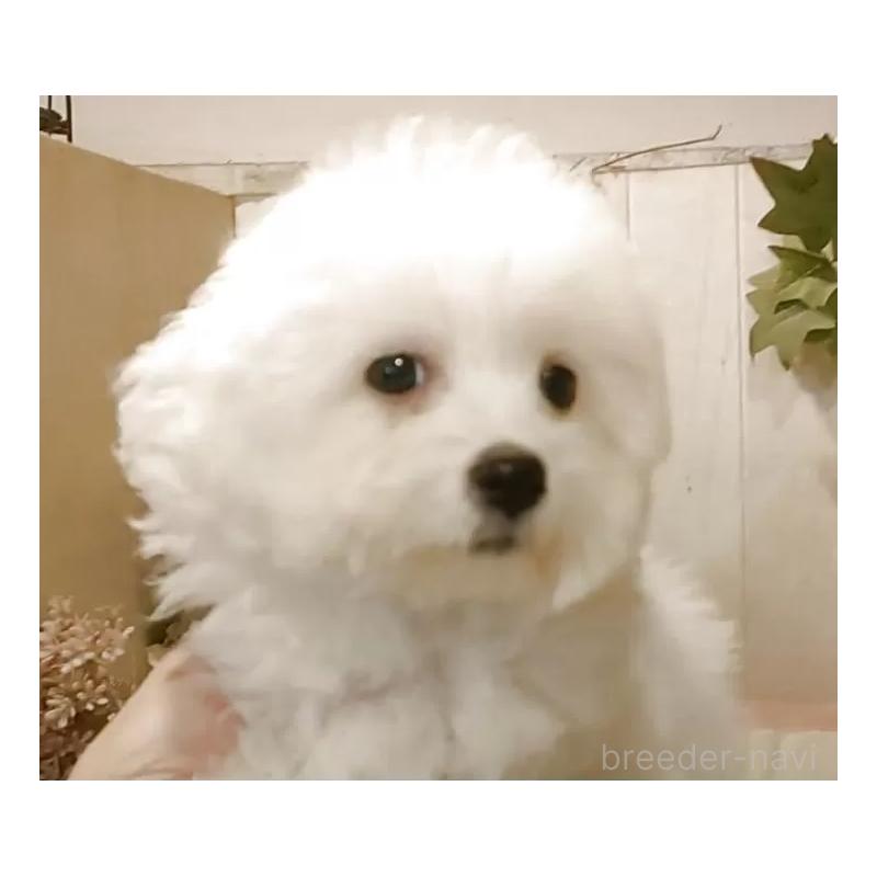 販売中の愛知県のビションフリーゼ-404958の14枚目