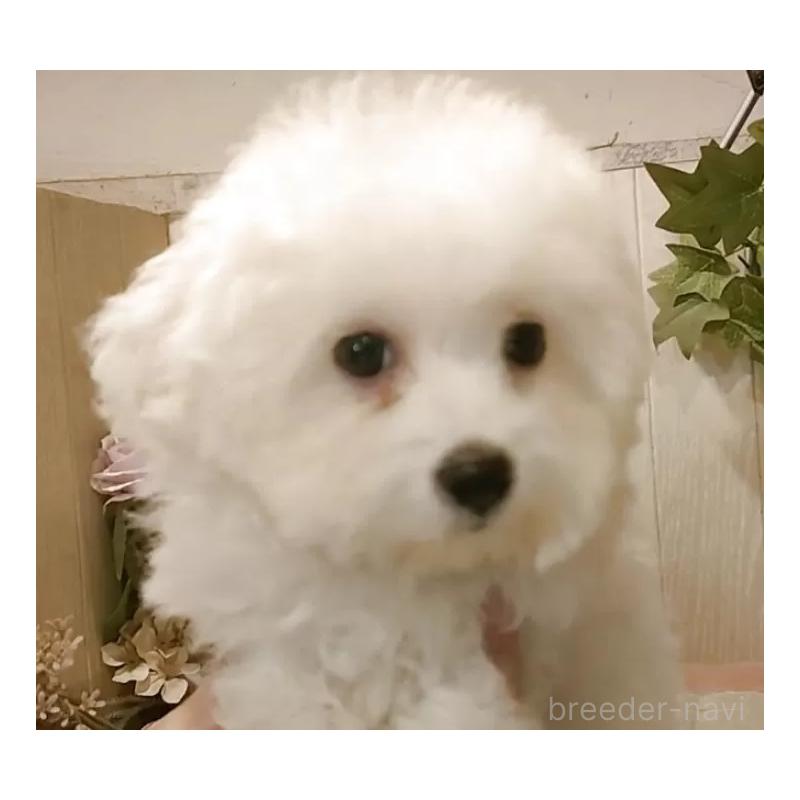 販売中の愛知県のビションフリーゼ-404958の13枚目