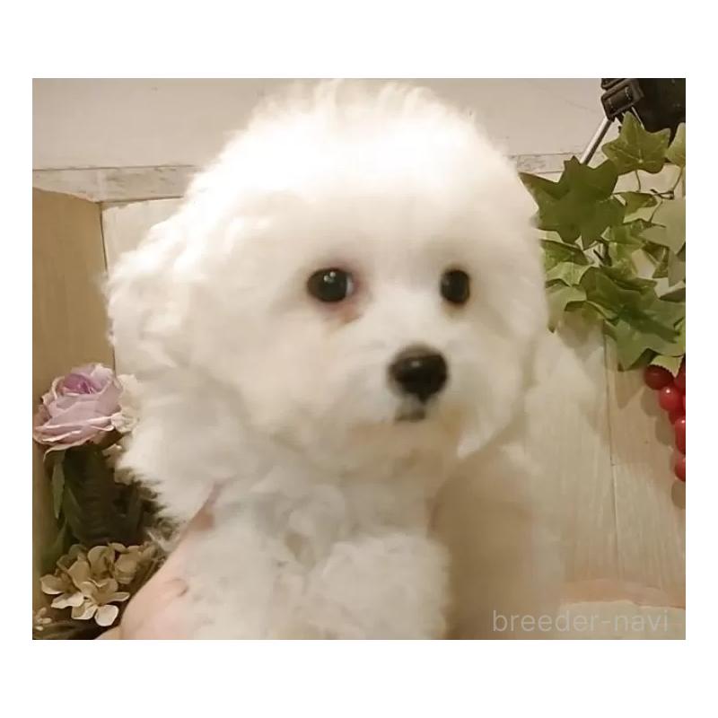 販売中の愛知県のビションフリーゼ-404958の12枚目