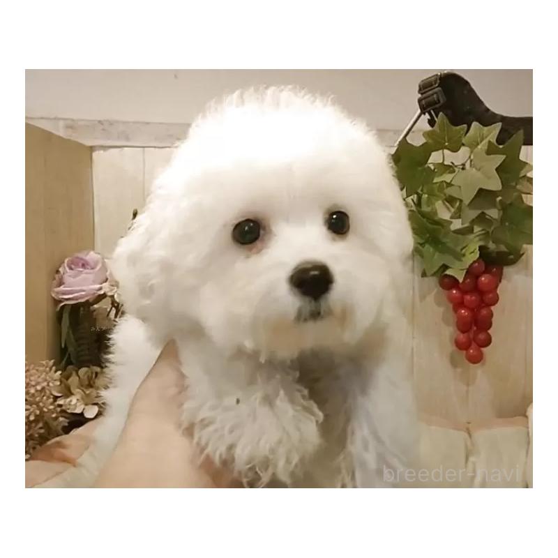 販売中の愛知県のビションフリーゼ-404958の11枚目