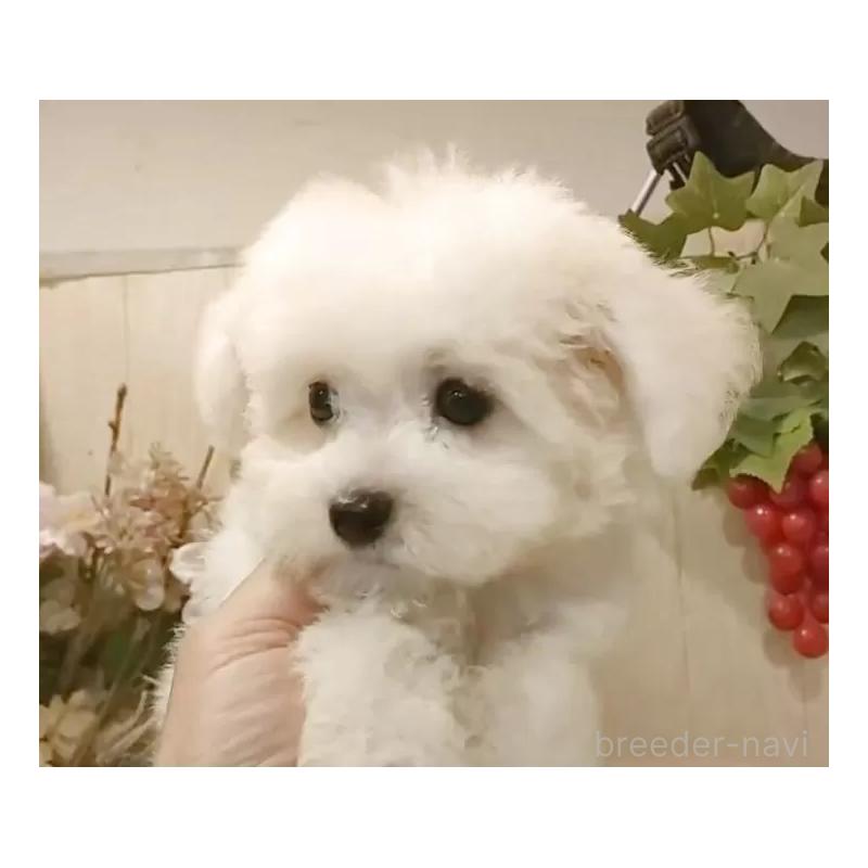 販売中の愛知県のビションフリーゼ-404958の10枚目