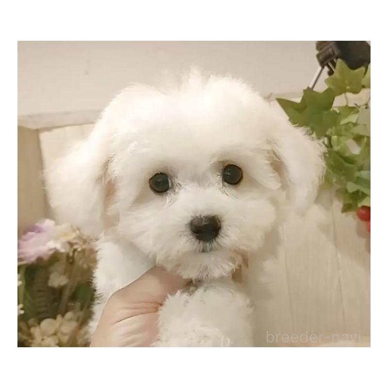 販売中の愛知県のビションフリーゼ-404958の9枚目