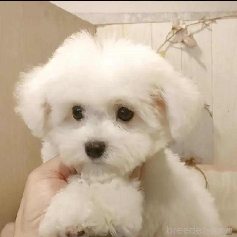 販売中の愛知県のビションフリーゼ-404958の7枚目