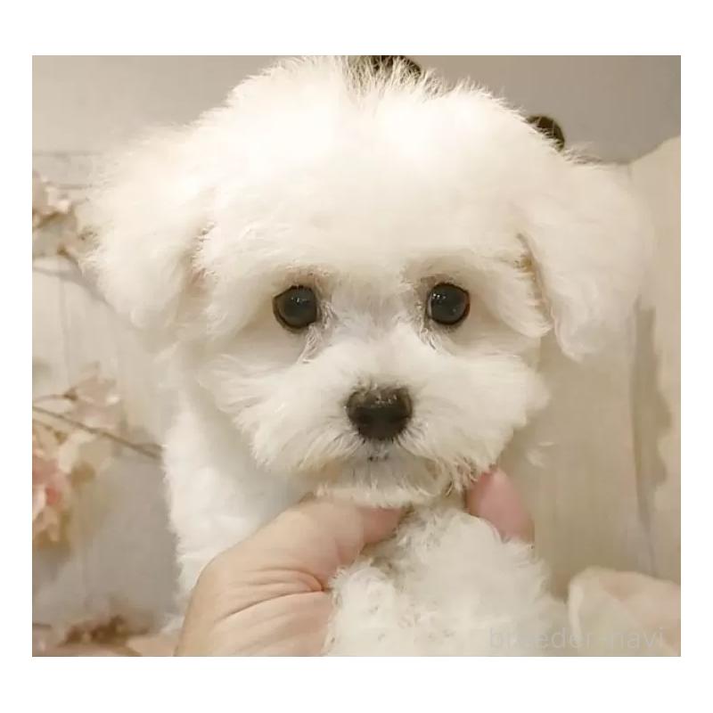 販売中の愛知県のビションフリーゼ-404958の6枚目