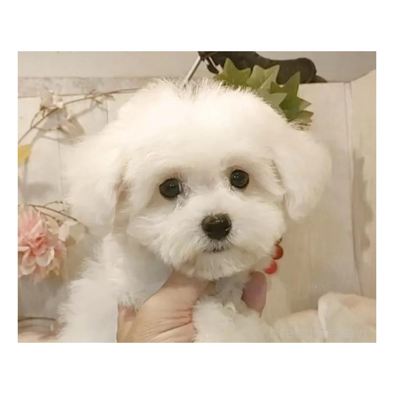 販売中の愛知県のビションフリーゼ-404958の5枚目