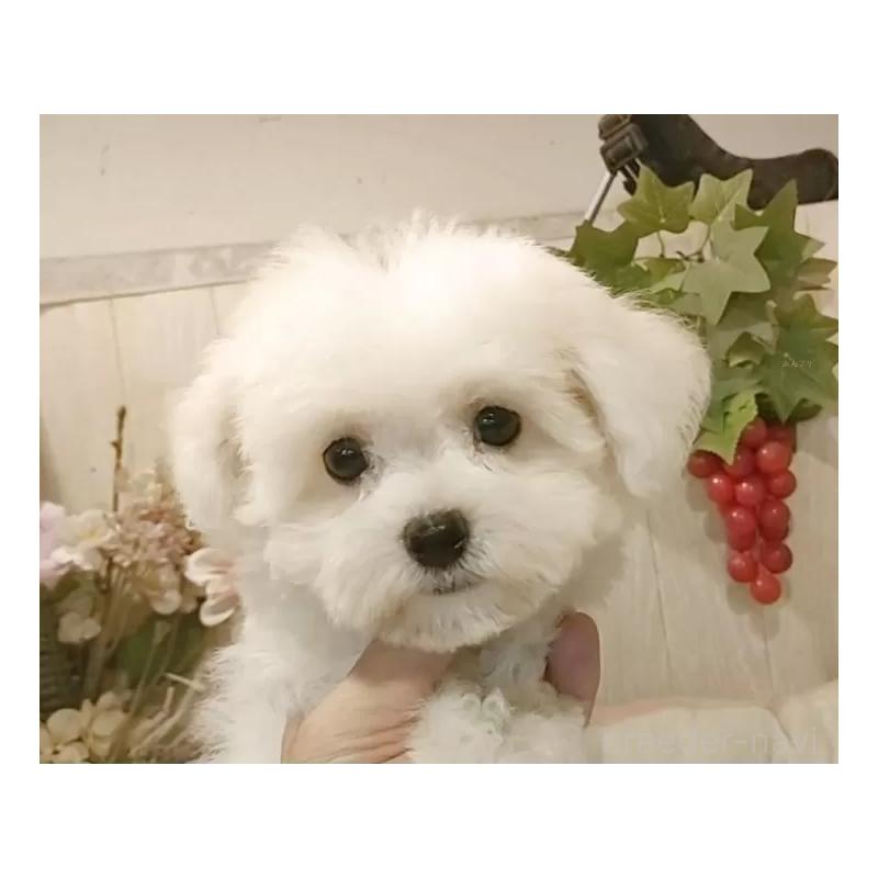 販売中の愛知県のビションフリーゼ-404958の4枚目