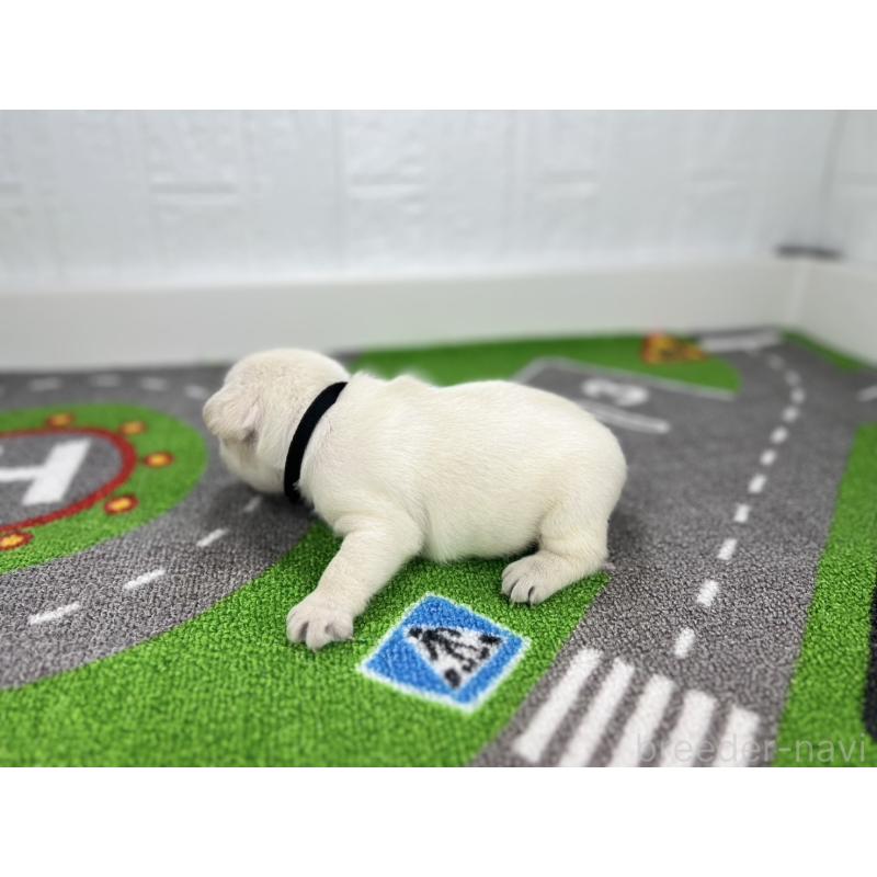 販売中の愛知県のフレンチブルドッグ-424411の6枚目