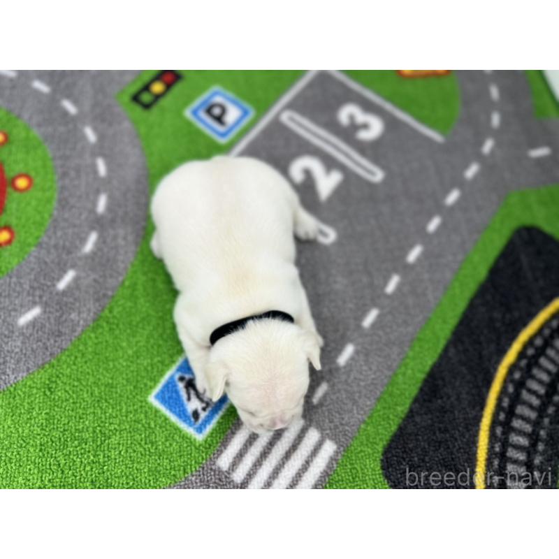 販売中の愛知県のフレンチブルドッグ-424411の5枚目